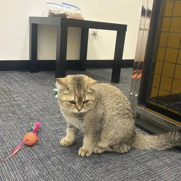 Cozy cat guest at K9 Rox Club Las Vegas
